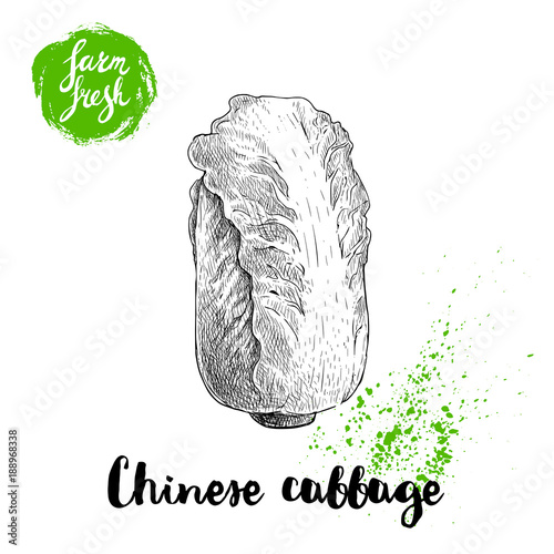 Hand drawn sketch style chinese cabbage poster. Vintage  vegetable isolated on white background. Vector farm fresh illustration.