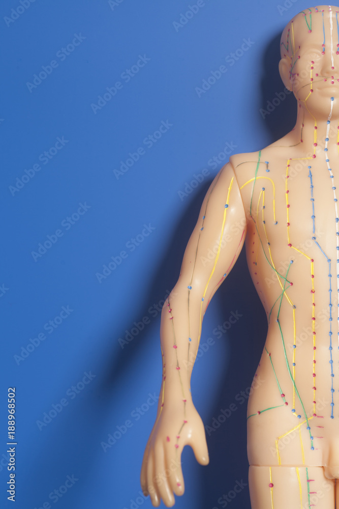 Fototapeta premium Medical acupuncture model of human 