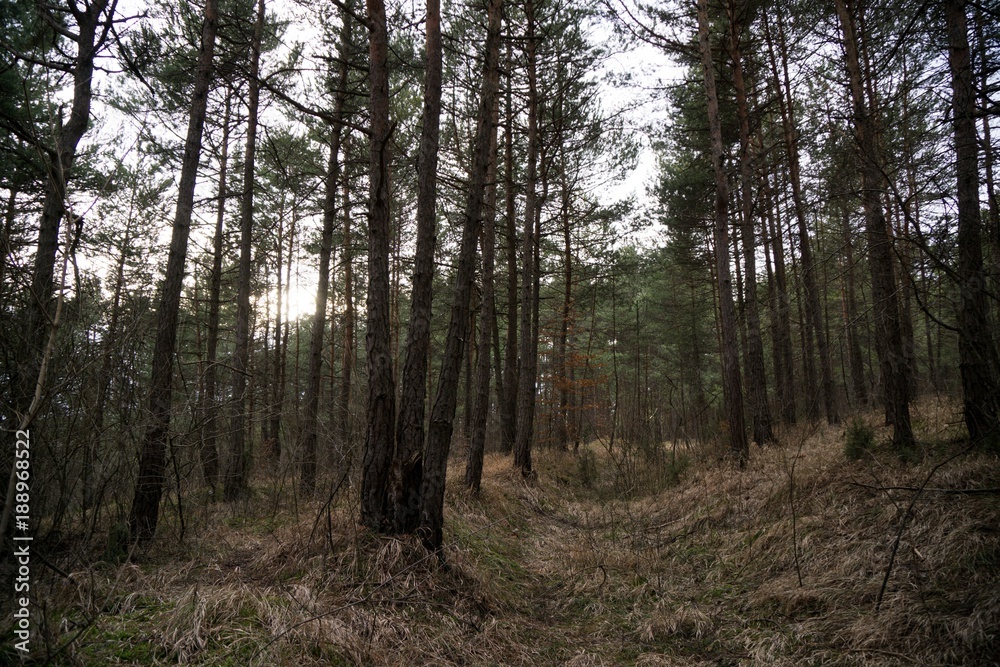 Trees in the forest. Slovakia