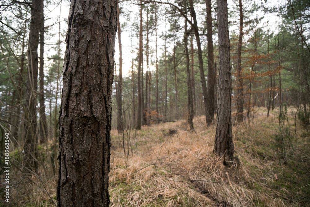 Trees in the forest. Slovakia Trees in the forest. Slovakia