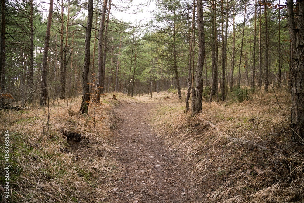 Jumping pump track trail for bicycle built in the middle of the woods. Slovakia Jumping pump track trail for bicycle built in the middle of the woods. Slovakia