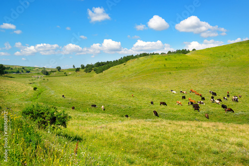 Small herd of cows on slope of picturesque hill with green grass and blue sky.