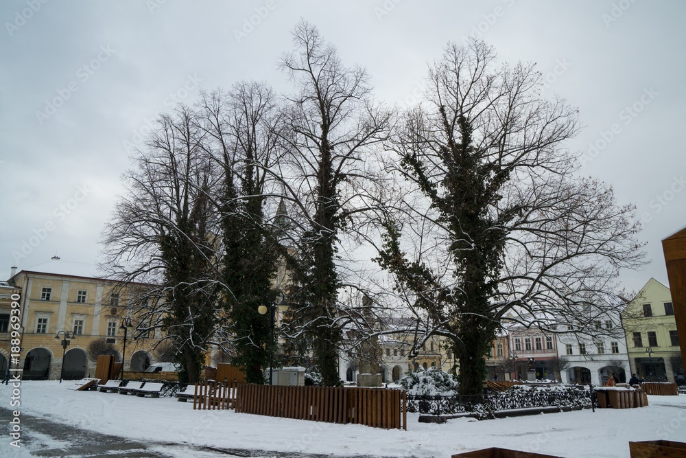 Trees in town Zilina covered by snow. Slovakia	