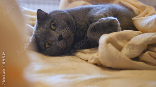 British Shorthair cat with yellow eyes lying on the bed photo