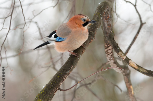 Eurasian jay (Garrulus glandarius) sitting on a branch in a forest. photo