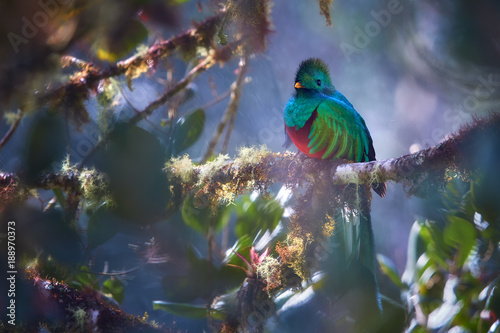 Threatened Resplendent Quetzal, Pharomachrus mocinno, colorful long-tailed tropical bird. Red and sparkling green bird in rainforest environment. View through blurred leaves of wild avocado tree.