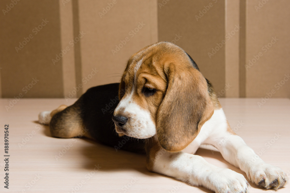 Reflective cute dog with big ears indoors