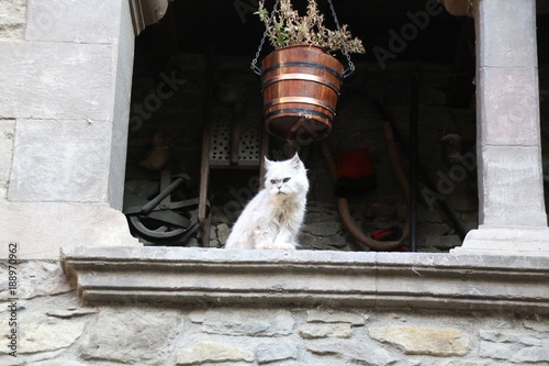 Gato blanco en tejado