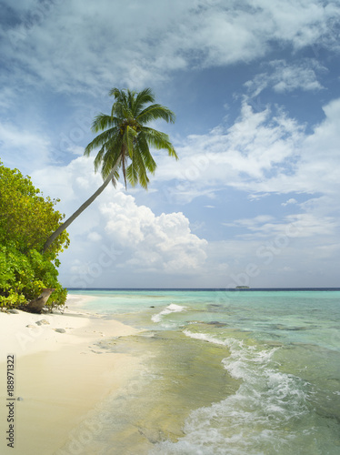 summer sunny day on coral island with alone palm and emerald water on Maldives island