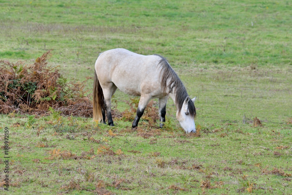 Joli cheval blanc avec une crinière grise, dans un champ Joli cheval blanc avec une crinière grise, dans un champ