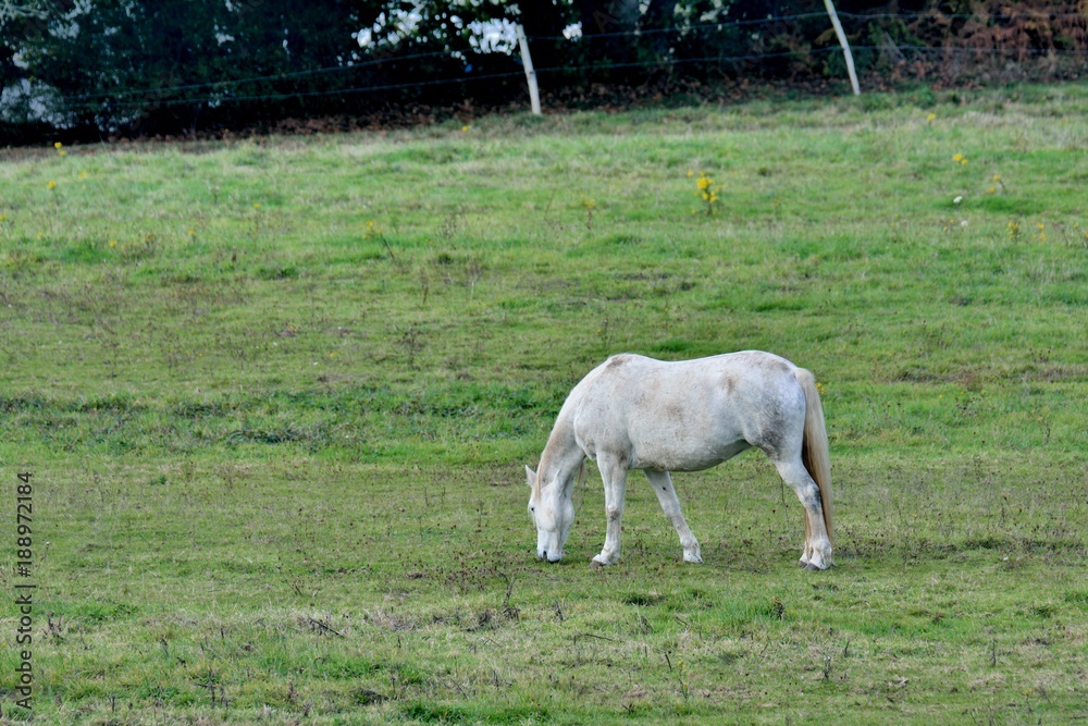 Joli cheval blanc avec une crinière grise, dans un champ Joli cheval blanc avec une crinière grise, dans un champ