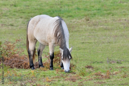 Joli cheval blanc avec une crinière grise, dans un champ