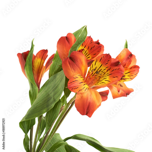 Red Alstroemeria flower isolated