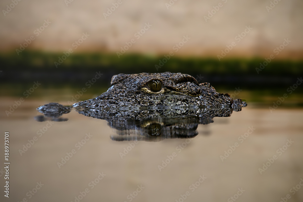 Fototapeta premium Crocodile