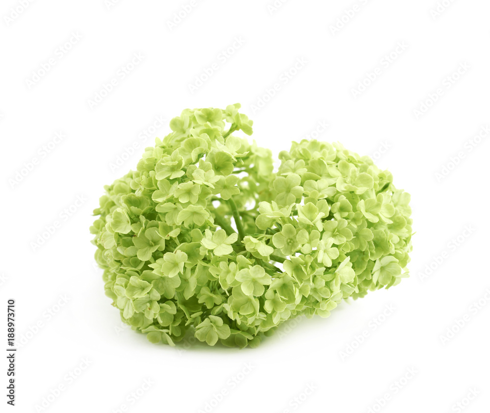 Green decorational flower element Green decorational flower element