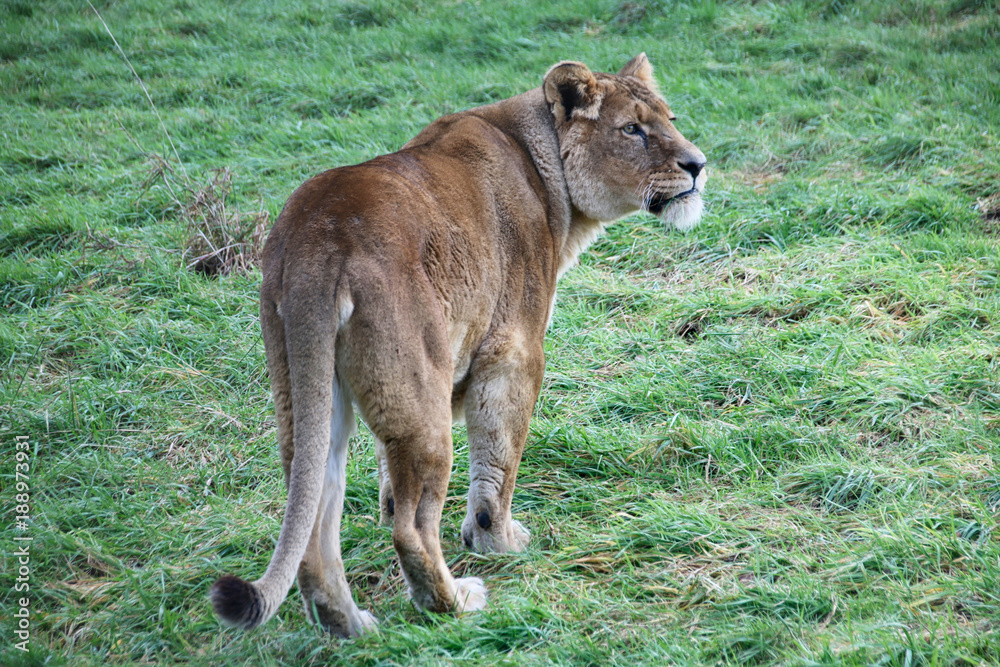 Lion Lion