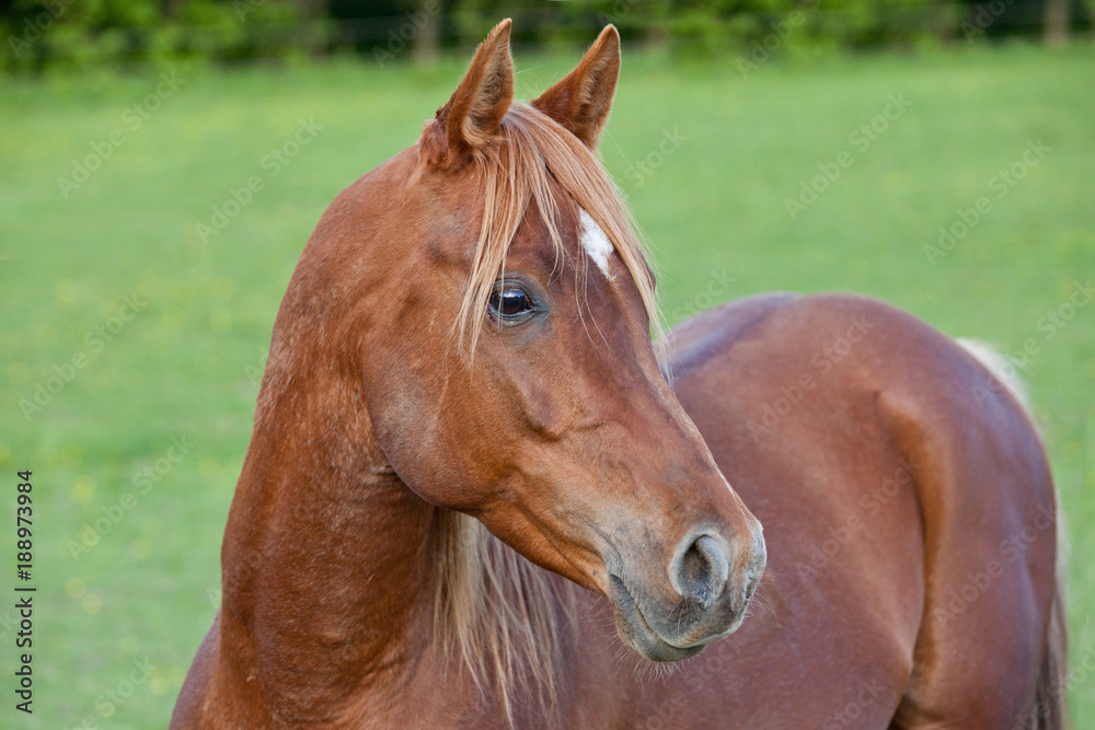 Fototapeta premium Portret ładny koń arabski