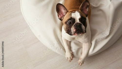 the dog barks. a displeased French bulldog barking at home on a white sunbed in a bright interior.