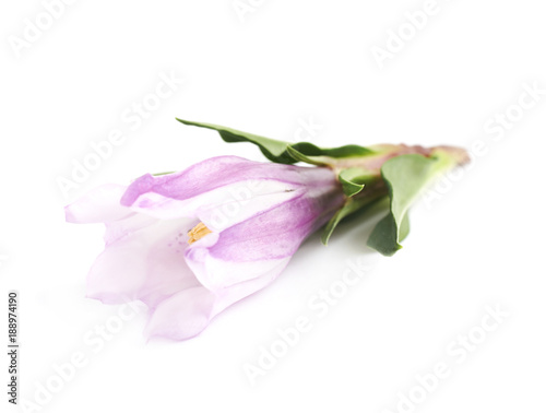 Pink flower bud isolated