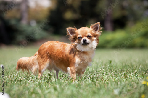 Portrait of nice chihuahua dog