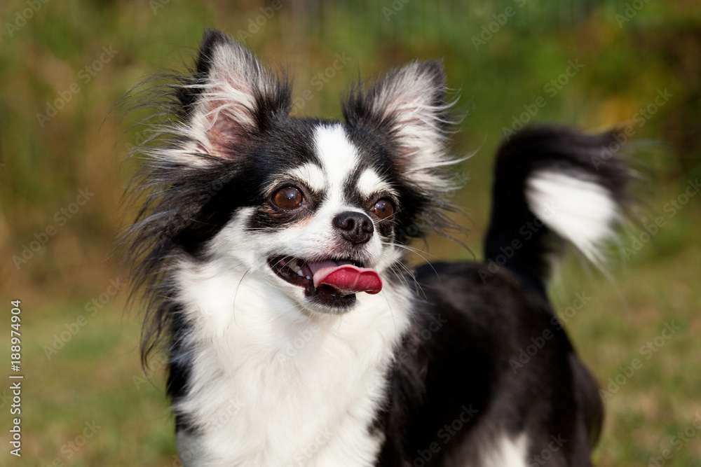 Portrait of nice chihuahua dog Portrait of nice chihuahua dog