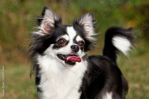 Portrait of nice chihuahua dog © lenkadan