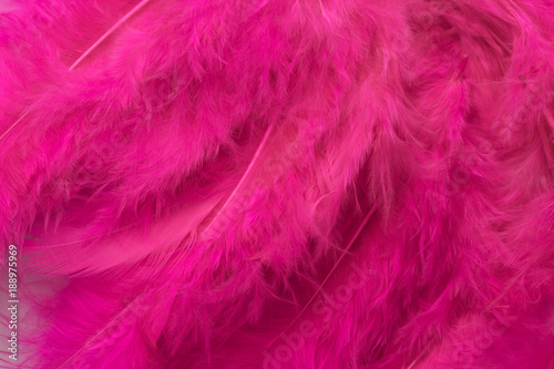 pink feathers close up background