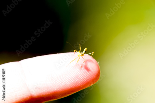 Larva of the mantis. Nymph mantis, Growing insect. photo