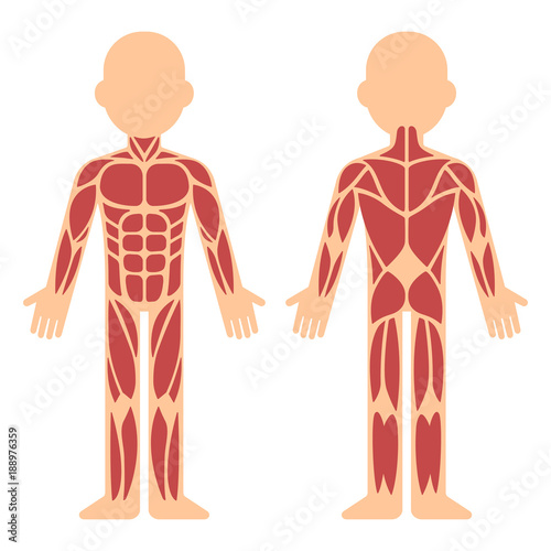 Muscle anatomy chart