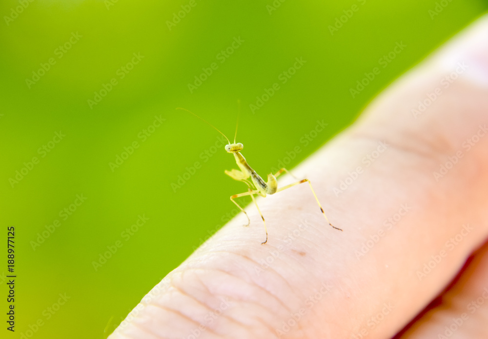 Larva of the mantis. Nymph mantis, Growing insect. Larva of the mantis. Nymph mantis, Growing insect.