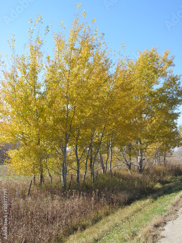 Golden Trees on a Country Road