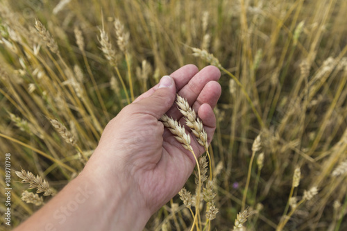 Farmer in field touching his wheat ears