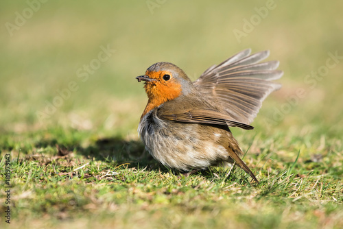 European Robin, Robin, Erithacus rubecula