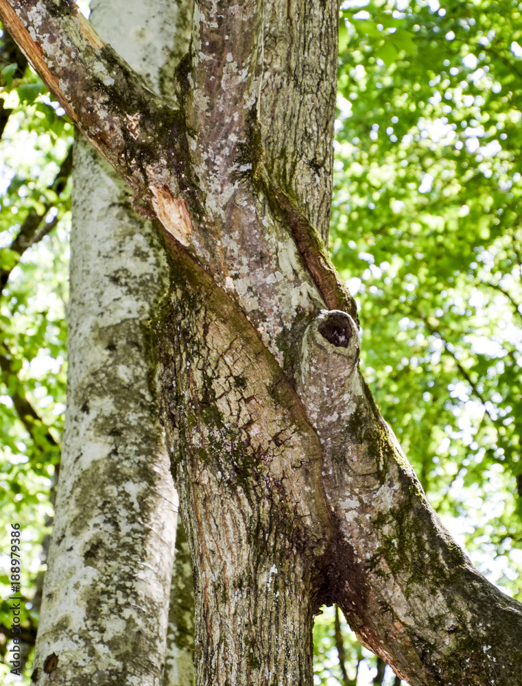 An influx on the trunk of a tree. Merging of two trees. Anomaly of plant development. An influx on the trunk of a tree. Merging of two trees. Anomaly of plant development.