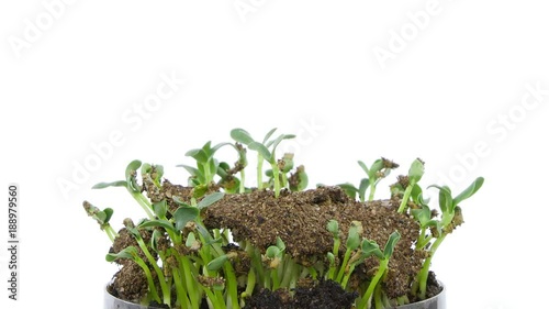 Time-lapse of germinating, growing and rotating alfalfa vegetable sprouts and leaves 1x2 on white background, 4K format
 photo