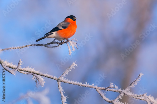Canvas Print Image of a bullfinch on a frozen branch of the tree