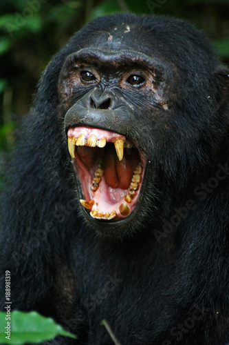 Pan troglodytes - A commun eastern chimpanzee, with an open mouth, showing its enormous canines in Kibale National Park, Uganda.