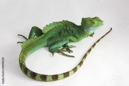 Physignathus cocincinus - an adult Chinese water dragon showing off its tail  sitting on a white background.