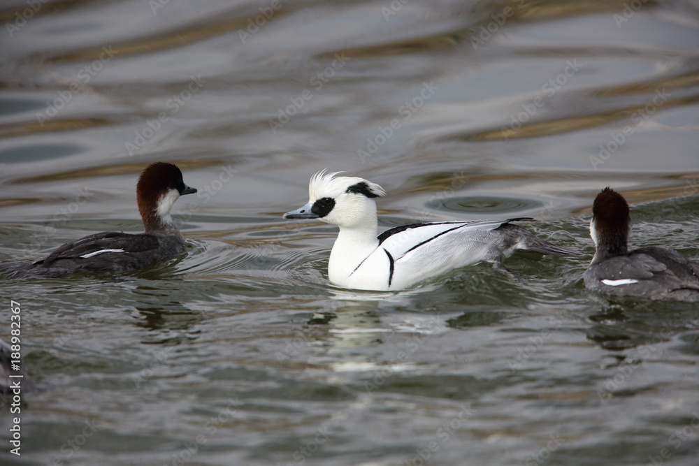 Fototapeta premium Smew (Mergus albellus) in Japan