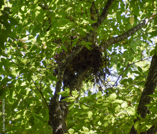 Bird's nest on a tree in the crown of branches. photo