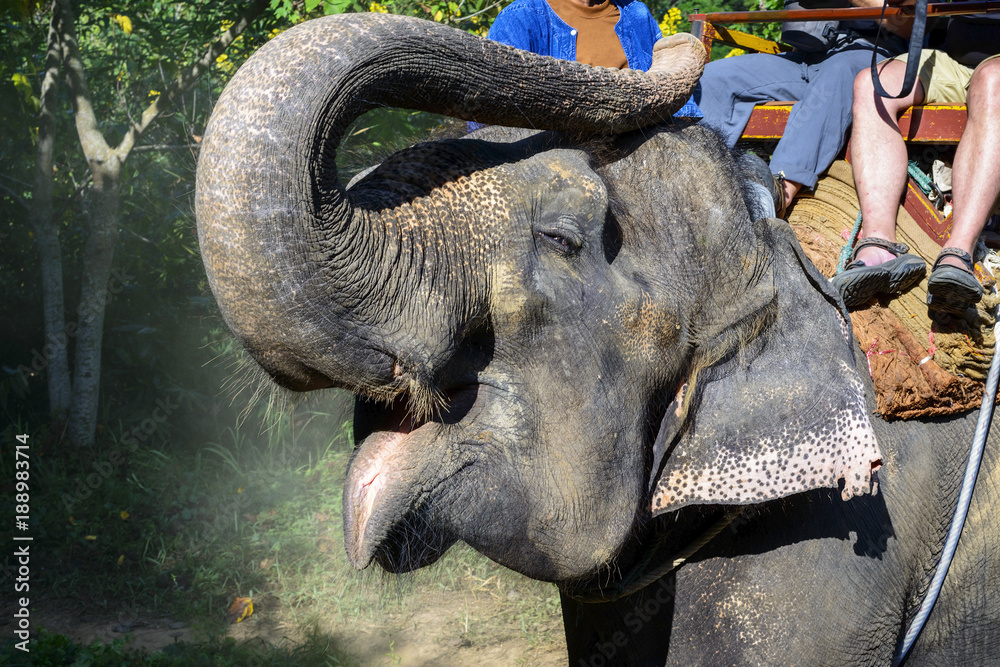 Fototapeta premium Elephant. Tourists ride on elephant, located in Chiang mai, Thailand.