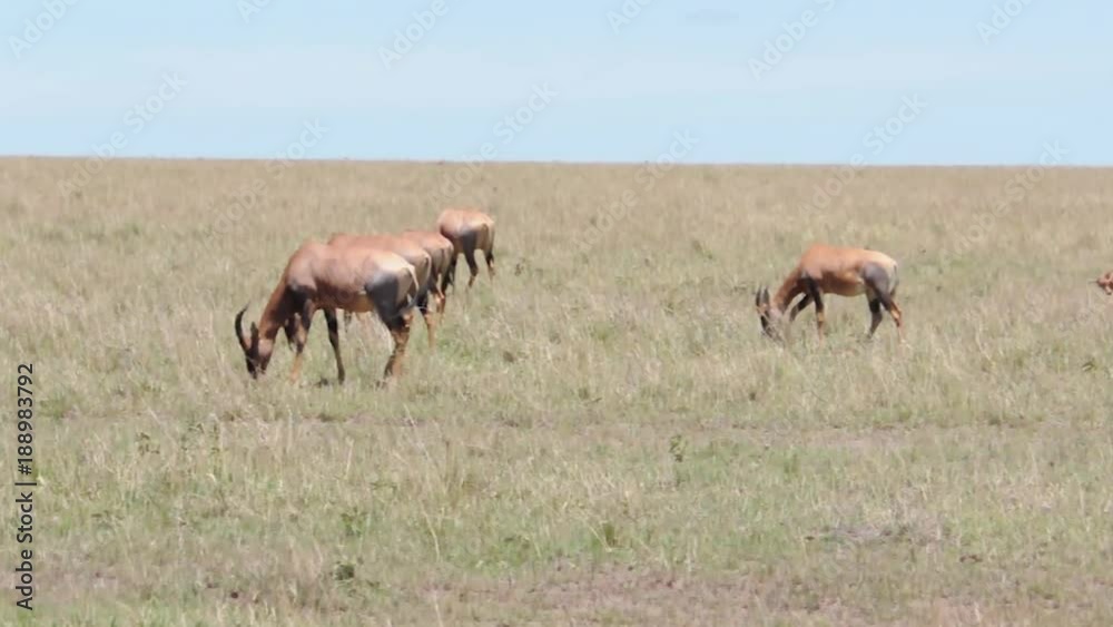 Herd of Hartebeest Herd of Hartebeest