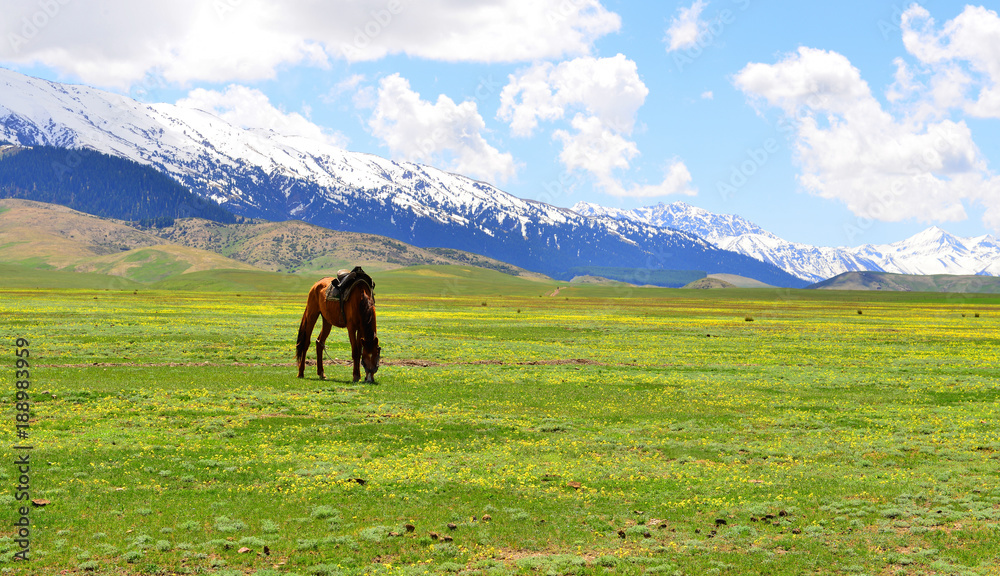 Obraz premium 중국 운남성의 목장 풍경