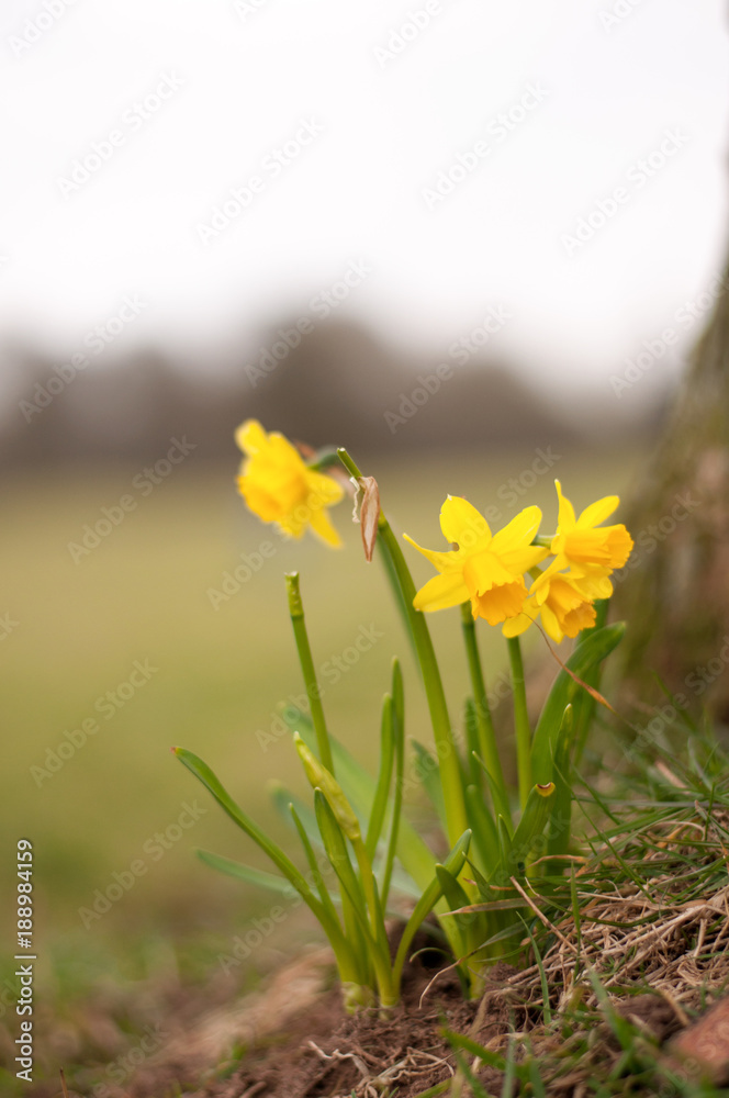 daffodils 