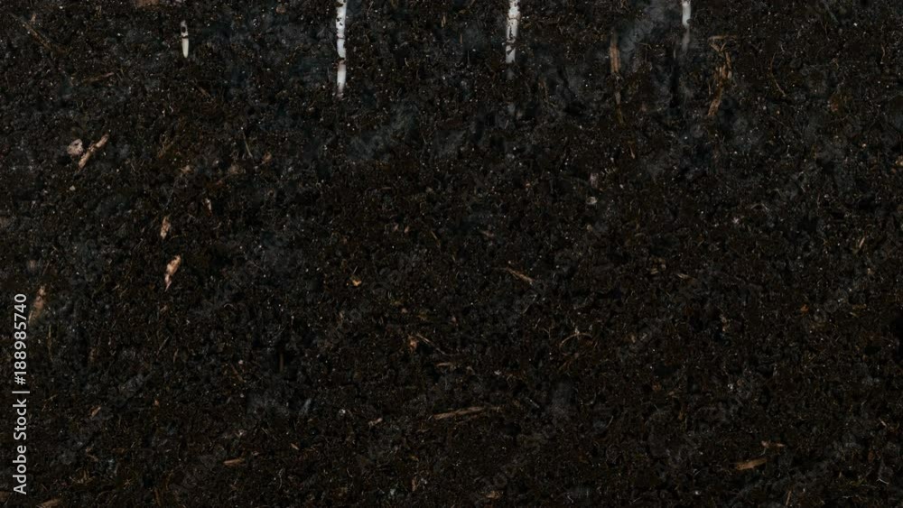 Germinating pumpkin seed roots underground vew with roots