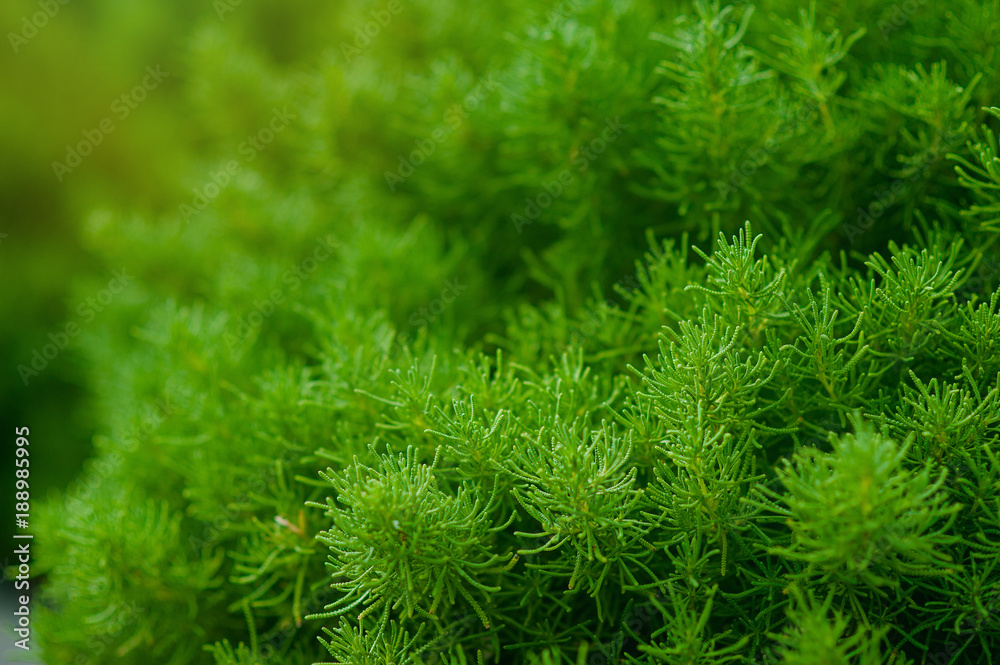 nice and textural,green and clean plant leaves nice and textural,green and clean plant leaves