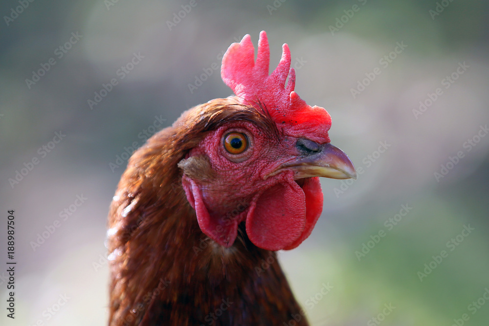 A young hen poses for photos in the countryside .