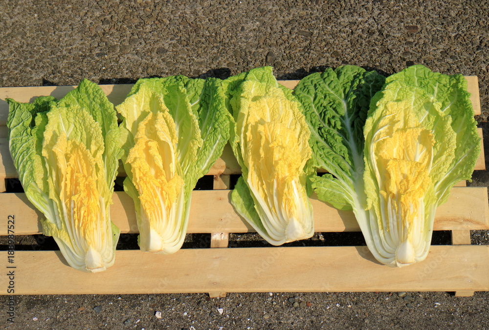 白菜の天日干し