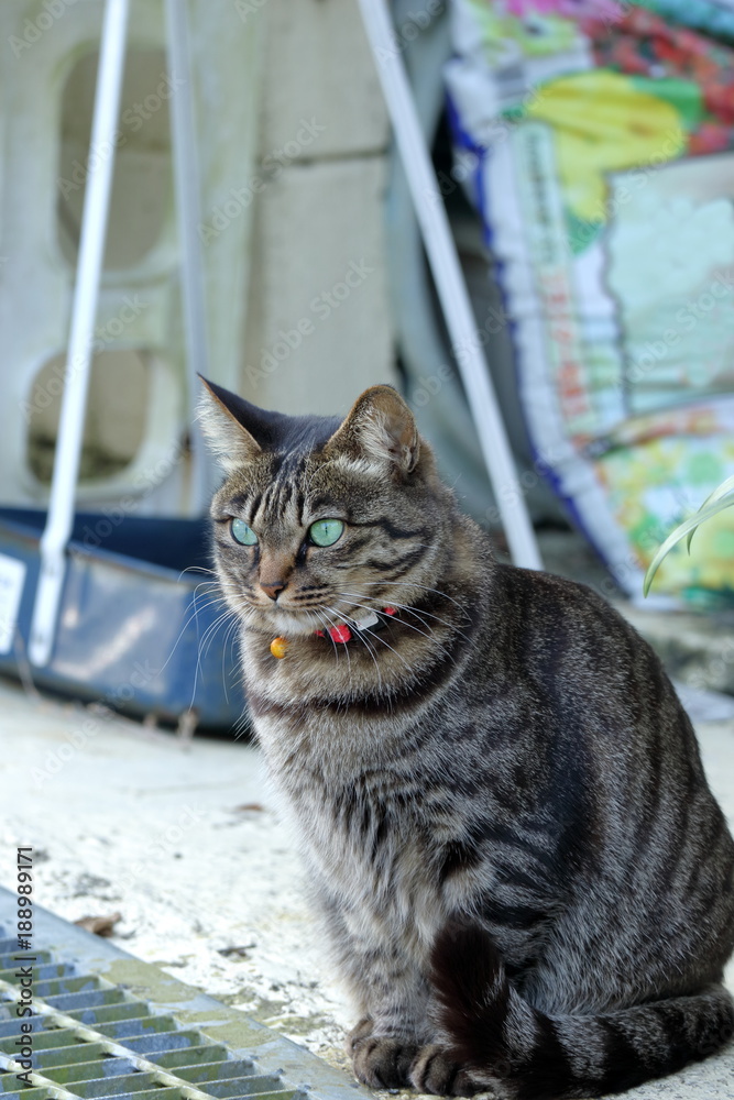道端の猫