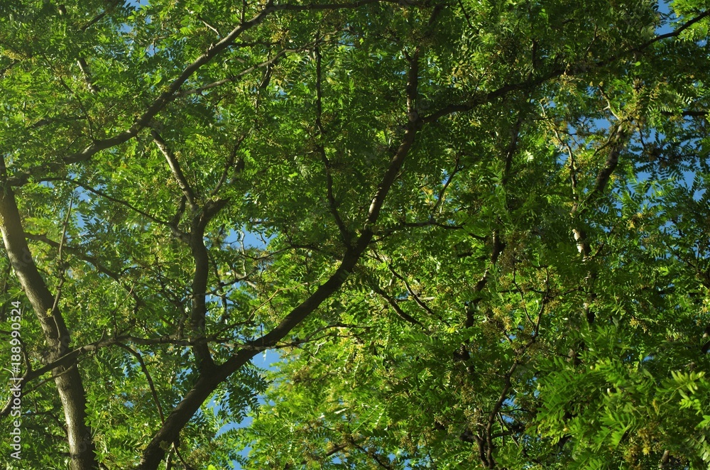 Fototapeta premium Large Vibrant Tree in Summer